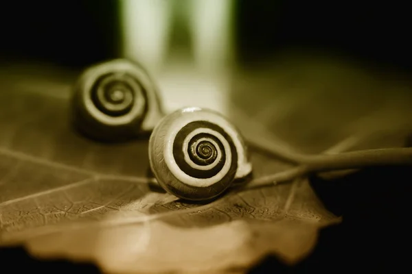落叶上的小蜗牛，近镜头 — 图库照片