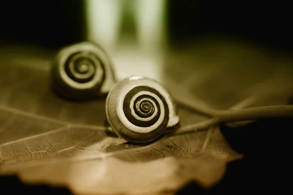 Pequeño caracol en una hoja de color de la caída, tiro de cerca — Foto de Stock