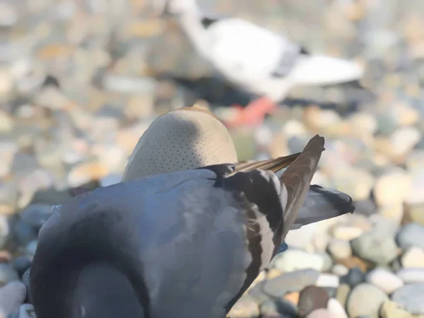 大海边的野鸽，碧绿岩石海岸上的鸽子。 海上阳光明媚的秋日 — 图库照片