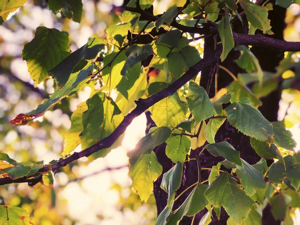 La luz del sol atraviesa las ramas. Los rayos del sol de otoño se abren paso a través de las hojas del árbol. Primer plano de disparo — Foto de Stock