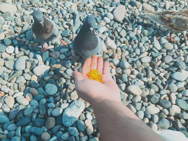 Pombos selvagens à beira-mar, um homem alimenta pombos na costa rochosa azul do mar. Tempo de outono ensolarado no mar — Fotografia de Stock