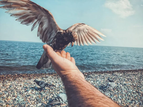 Дикі голуби біля моря, чоловік годує голубів на блакитному скелястому березі моря. Сонячна осіння погода на морі — стокове фото