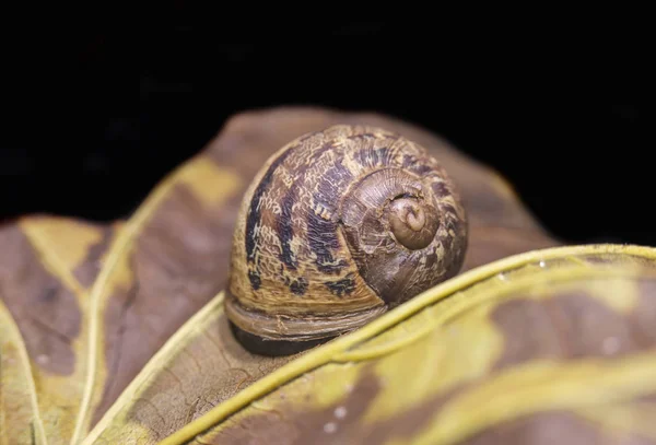 Caracol grande en una hoja de otoño seco, hermoso brillante y colorido, primer plano disparo —  Fotos de Stock