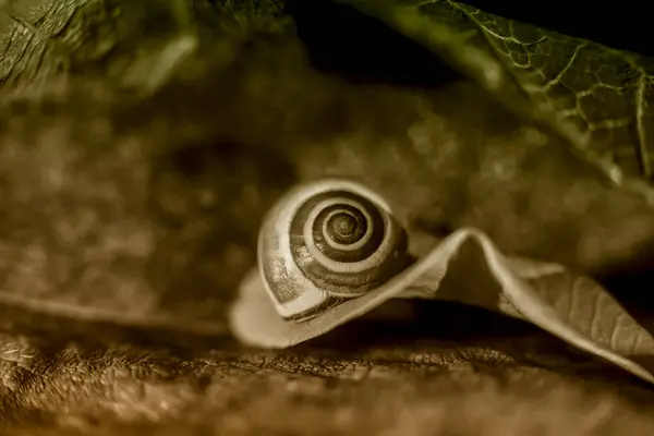 Little snail on a colored leaf, close up shoot — Stock Photo, Image