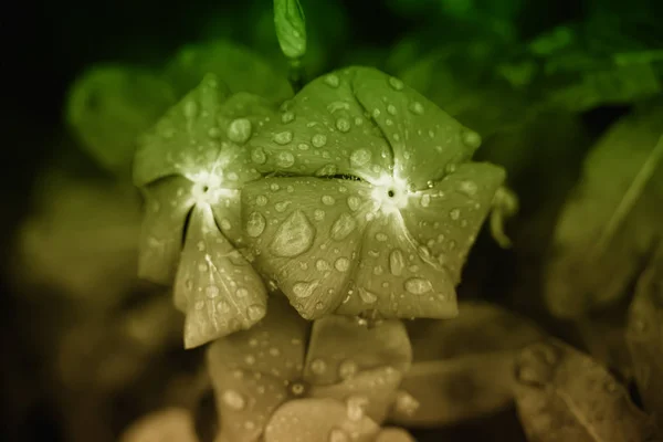 Een close-up van waterdruppels op bloemblaadjes — Stockfoto