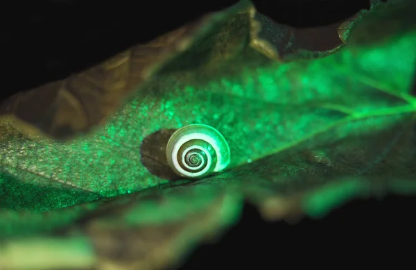 Pequeño caracol en una hoja verde, brote de cerca —  Fotos de Stock