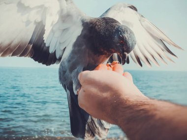 Deniz kenarındaki vahşi güvercinler. Bir adam denizin masmavi kayalık sahillerinde güvercinleri besler. Denizde güneşli sonbahar havası