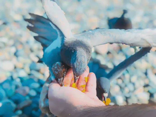 Pombos selvagens à beira-mar, um homem alimenta pombos na costa rochosa azul do mar. Tempo de outono ensolarado no mar — Fotografia de Stock