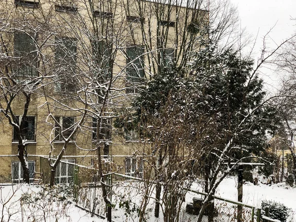 Bara grenar av ett träd i snön i gryningen på vintern. — Stockfoto