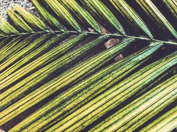 Closeup beatiful green palm leaf With sunlight shining on the palm leaves,palm branches with green leaves