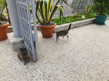 Gri ve beyaz benekli iki güzel kedi büyük kapının yakınındaki bir avluda oynuyorlar. Deniz kenarında güneşli bir gün