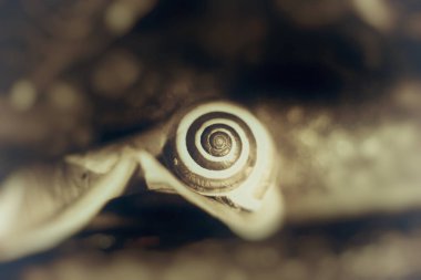 Renkli bir yaprağın üzerinde küçük bir salyangoz, yakın çekim