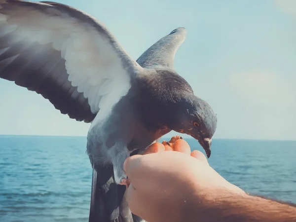 Wild pigeons by the sea, a man feeds pigeons on the azure rocky shore of the sea. Sunny autumn weather at sea — Stock Photo, Image