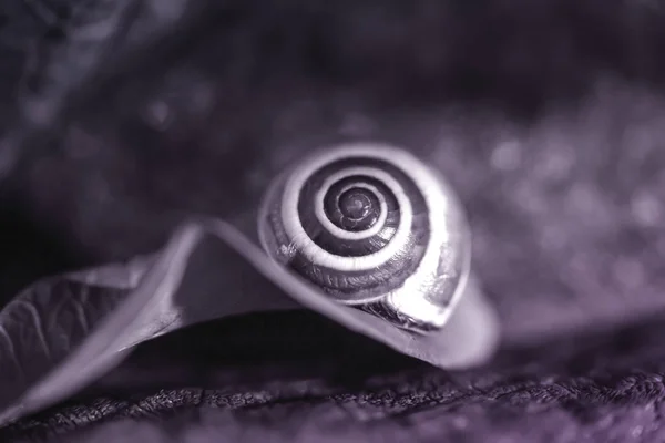 Little snail on a colored leaf, close up shoot — Stock Photo, Image