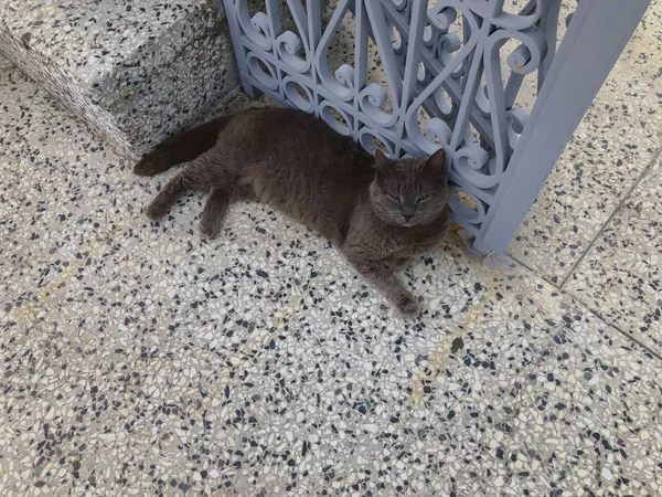 O gato bonito com lugares cinzentos e brancos está deitado em uma jarda perto do grande portão. Dia ensolarado no litoral — Fotografia de Stock