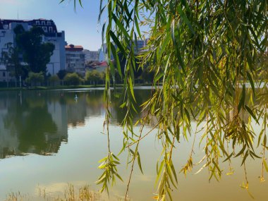 Şehir parkında gölü olan güzel bir manzara. Şehirde sonbahar günü