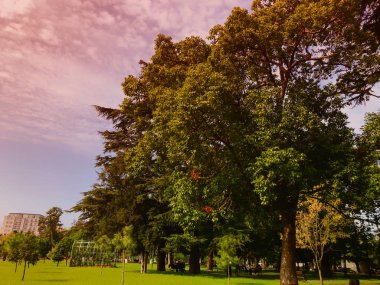 Şehir parkında ağaçlarla dolu güzel bir manzara, şehirde sıcak bir sonbahar günü.
