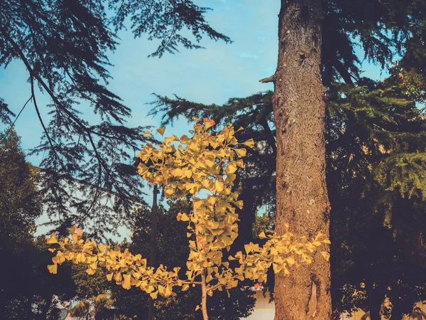 Árbol caduco sobre el fondo del parque y el cielo — Foto de Stock