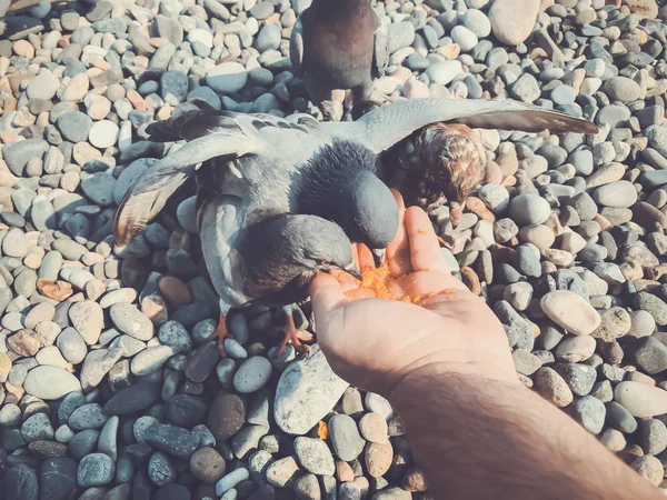 Wild pigeons by the sea, a man feeds pigeons on the azure rocky shore of the sea. Sunny autumn weather at sea