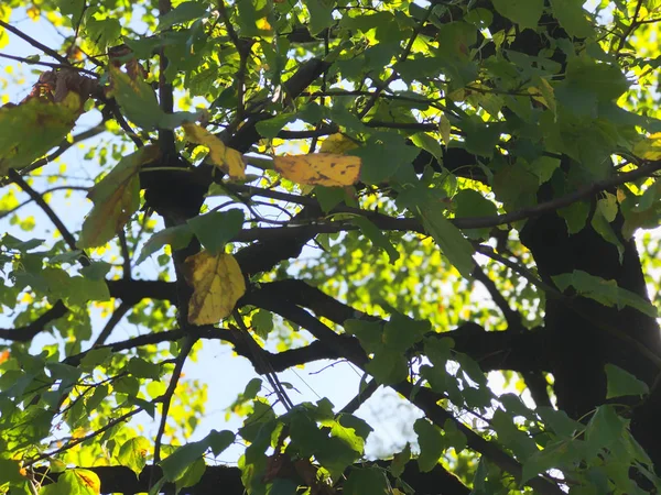 Sonnenlicht durch Äste. Herbstsonnenstrahlen bahnen sich ihren Weg durch die Blätter des Baumes. Nahaufnahme — Stockfoto