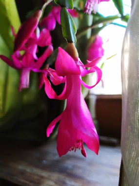 Noel kaktüsü Schlumbergera çiçekleri. Güzel pembe Schlumbergera truncata