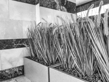 Binanın vestibüle tencere yeşil bitkiler