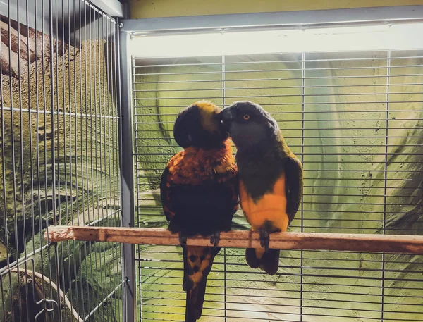 Close-up de dois papagaios lindos multi-coloridos sentados juntos em um poleiro — Fotografia de Stock