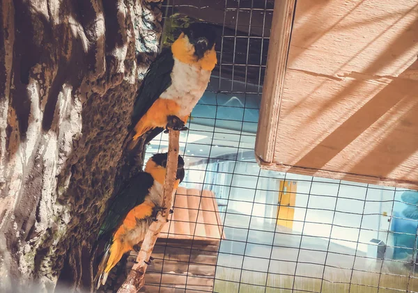 Close-up de dois papagaios lindos multi-coloridos sentados juntos em um poleiro — Fotografia de Stock