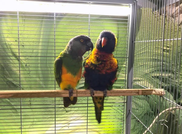 Крупний план двох різнокольорових красивих папуг, що сидять разом на окунях — стокове фото