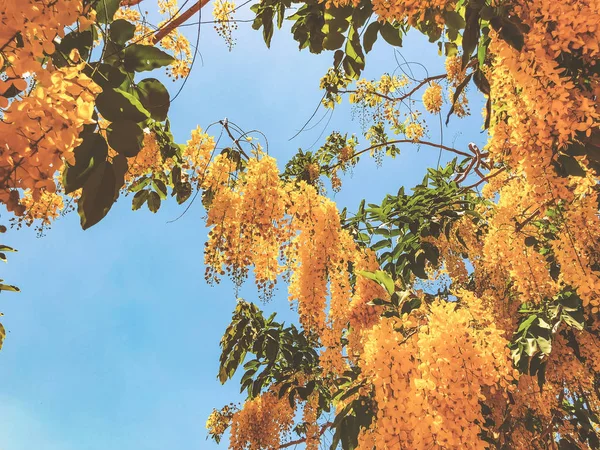 Acácia ou ulmeiro amarelo florescente. Mimosa, acácia e outras plantas em um ramo — Fotografia de Stock