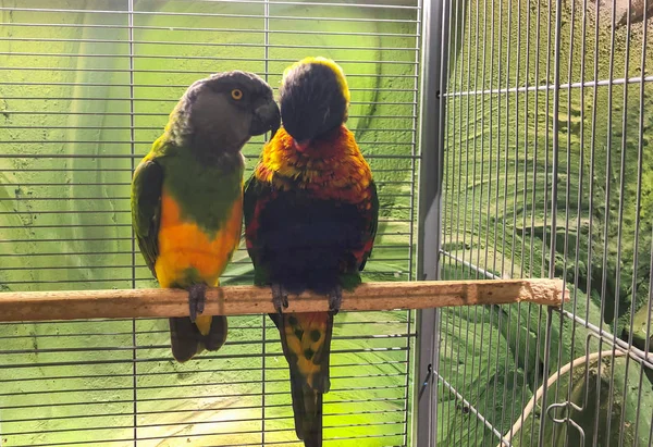 Close-up de dois papagaios lindos multi-coloridos sentados juntos em um poleiro — Fotografia de Stock