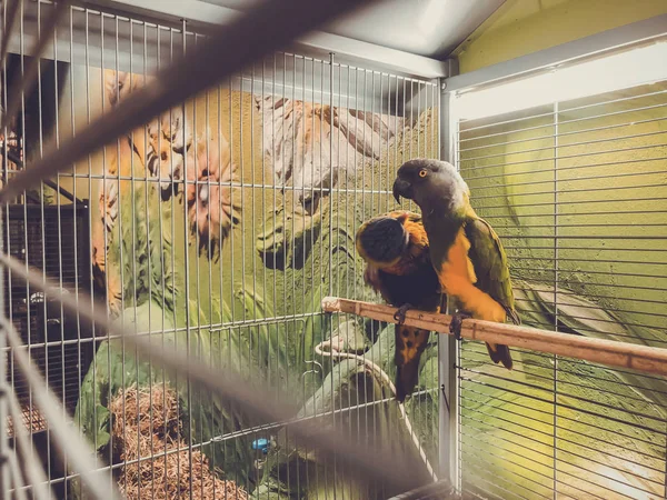 Zbliżenie dwóch wielobarwnych pięknych papug siedzących razem na grzędzie — Zdjęcie stockowe