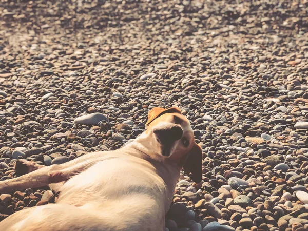 Purebred dog lying on a rocky beach, sunny day at sea — 스톡 사진
