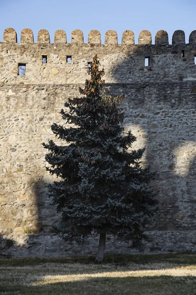 Abeto árboles cerca de la antigua muralla fortaleza de piedra —  Fotos de Stock