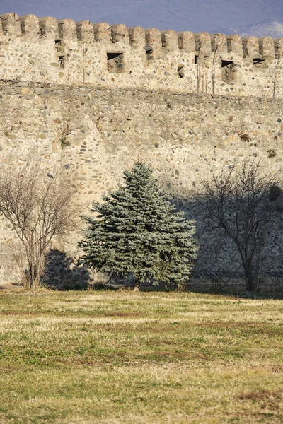 Spruce trees near ancient stone fortress wall — 스톡 사진