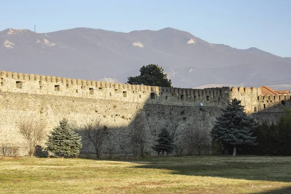 Еловые деревья возле древней каменной стены крепости — стоковое фото