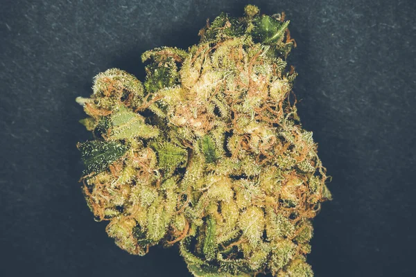 Brote de cannabis sobre fondo negro. Macro Marihuana . Imagen de archivo