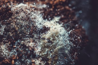 Arka plan için eski kahve zemininde mantar..