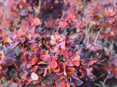 Dry, colored leaves on the on the road, autumn in the city