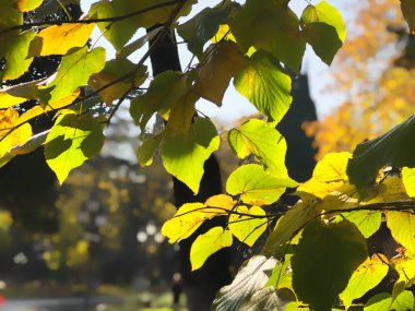 Dried leaves on a tree on the background of the park, autumn in the city