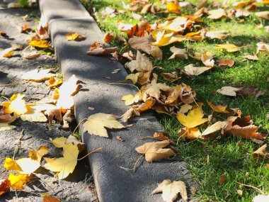 Fallen dry leaves on the background of the green grass, autumn in the city