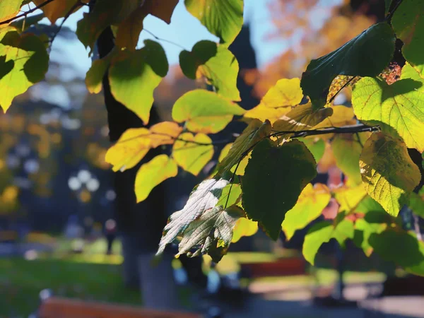 Висушене листя на дереві на фоні парку, осінь у місті — стокове фото
