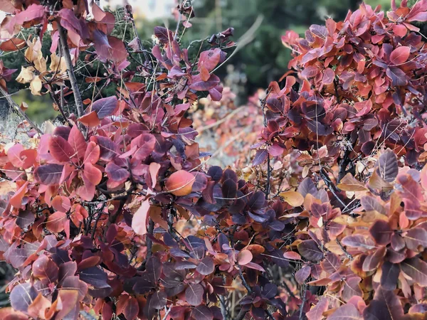 Сухе, кольорове листя на дорозі, осінь у місті — стокове фото