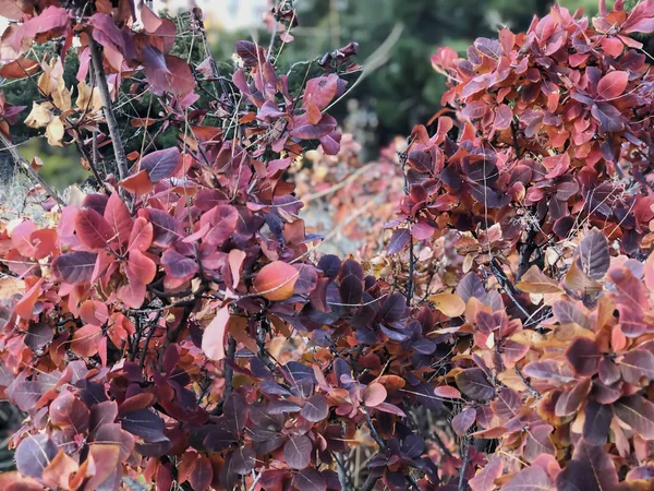 Dry, colored leaves on the on the road, autumn in the city — 图库照片