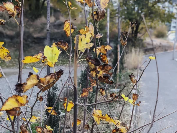 Dry leaves on the background of the road, autumn in the city — 스톡 사진