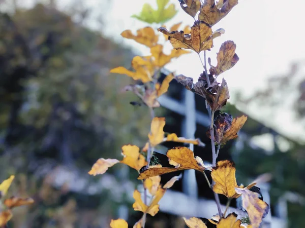 Hojas secas en el fondo del edificio, otoño en la ciudad — Foto de Stock