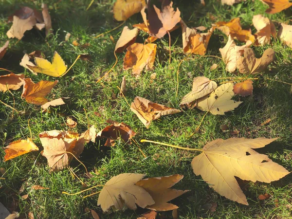 Fallen dry leaves on the background of the green grass, autumn in the city — Stok fotoğraf