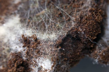 Arka plan için eski kahve zemininde mantar..