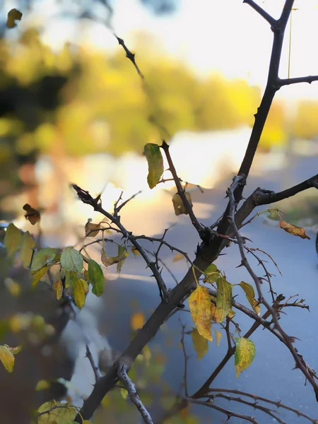 Dry leaves on the background of the road, autumn in the city — 스톡 사진