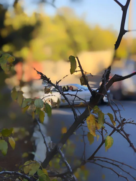 Folhas secas no fundo da estrada, outono na cidade — Fotografia de Stock